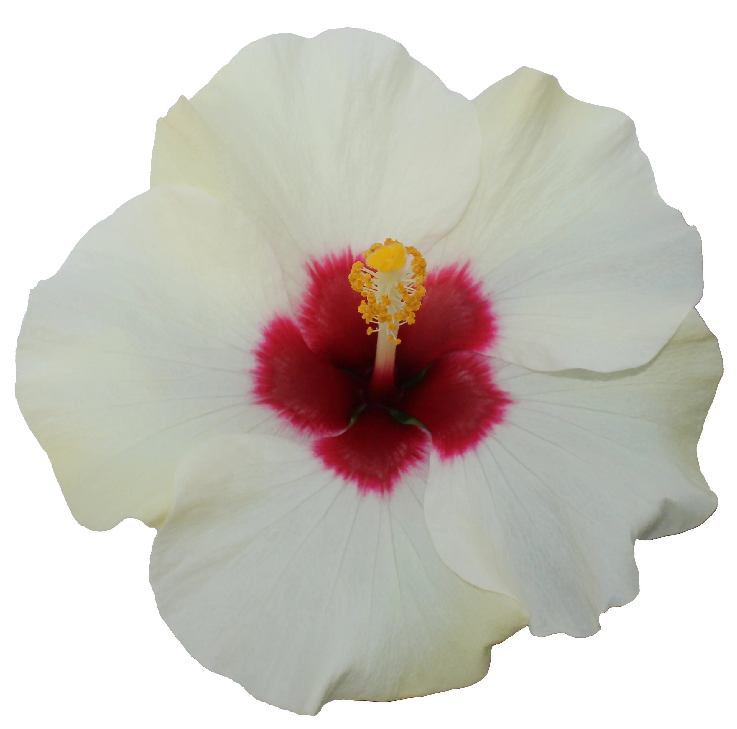HibisQs® - Adonicus White — Graff-Breeding A/S